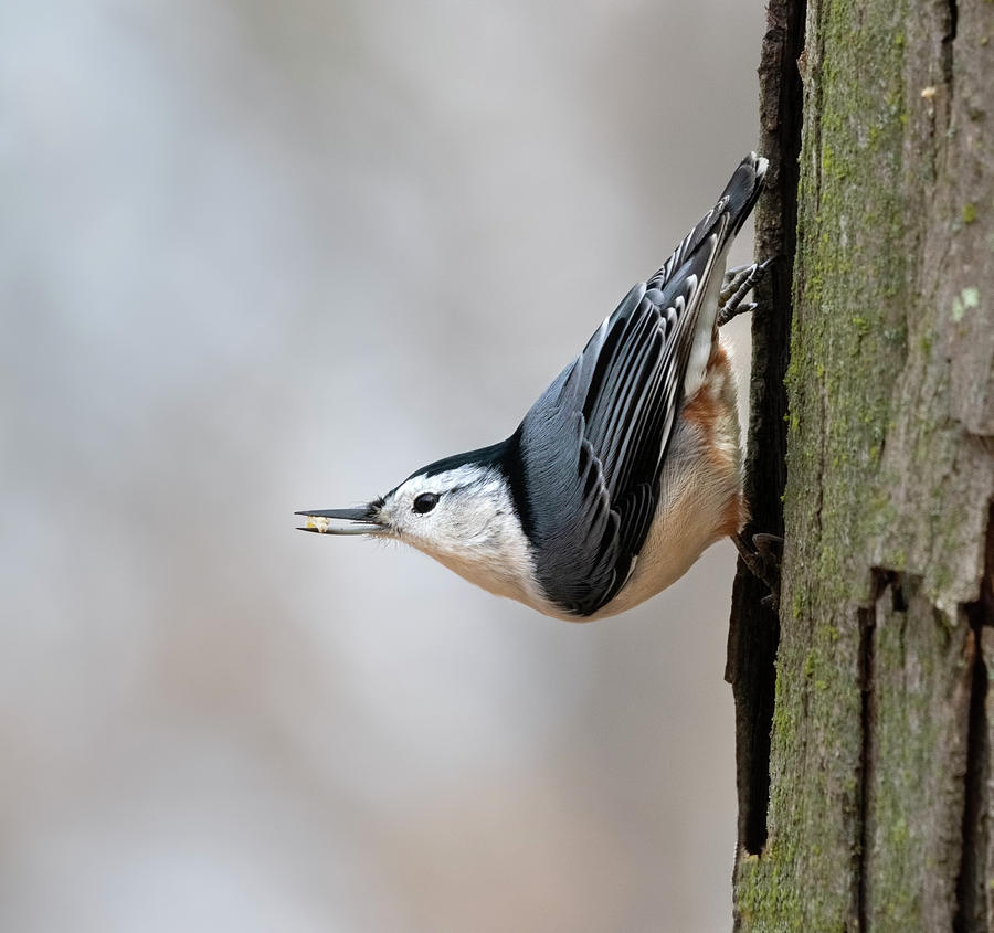 White-breasted Nuthatch Photograph by Ivan Kuzmin - Fine Art America