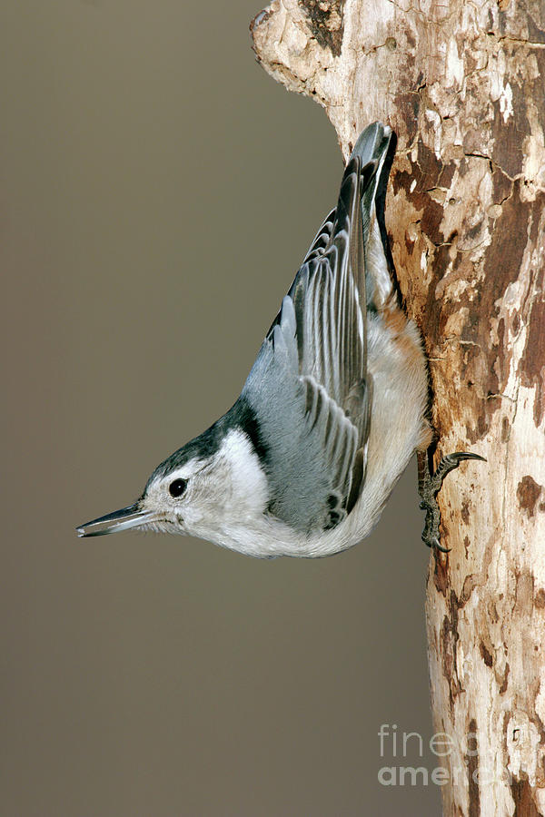 Wildlife Photograph - White-breasted Nuthatch #1 by Manuel Presti/science Photo Library
