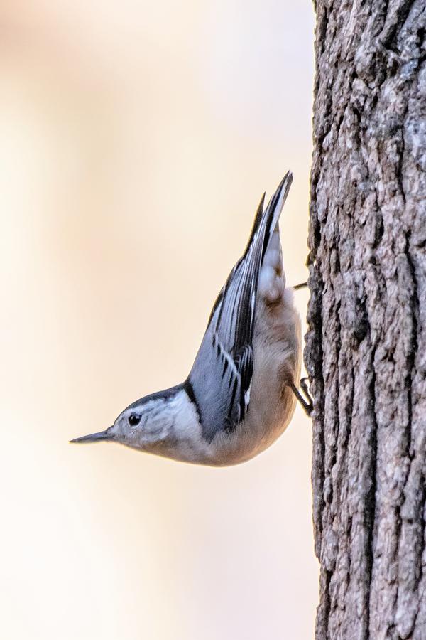White Breasted Nuthatch #2 Photograph by Mary Ann Artz