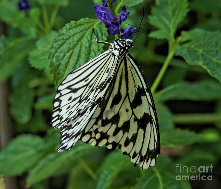 White Butterfly #1 Digital Art by Elijah Knight