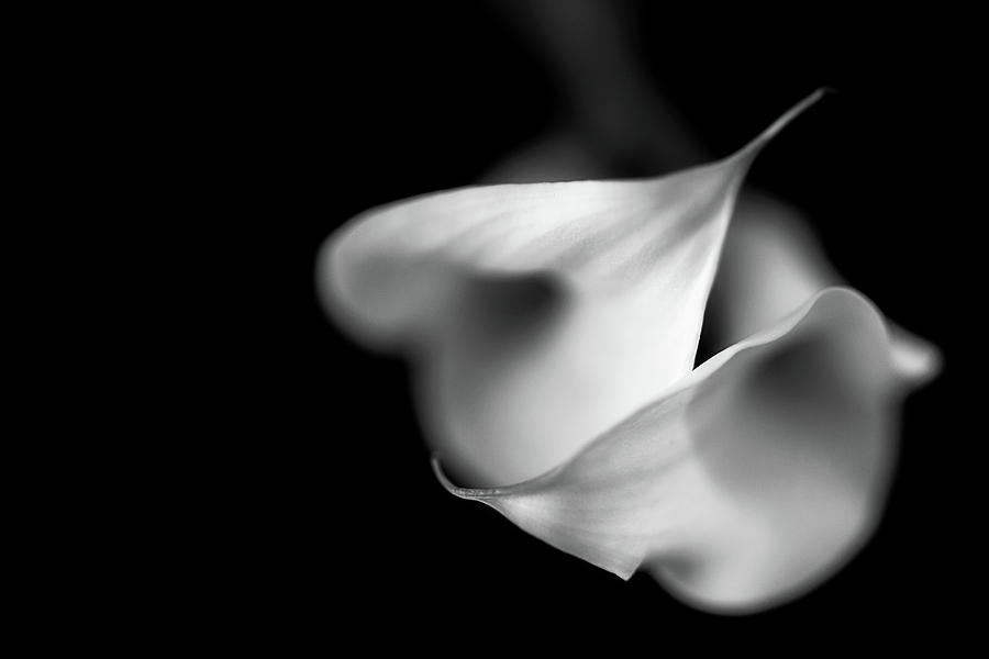 White Calla by Cyndy Doty White Calla by Cyndy Doty