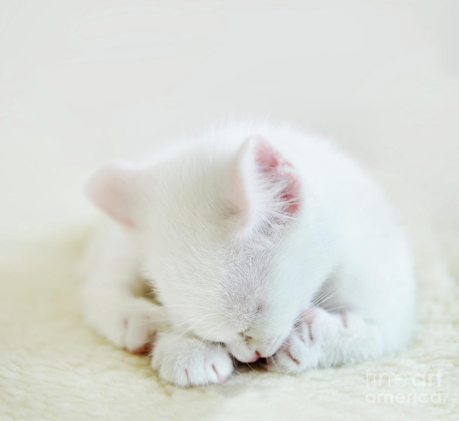 The White cat Photograph by Jelena Jovanovic