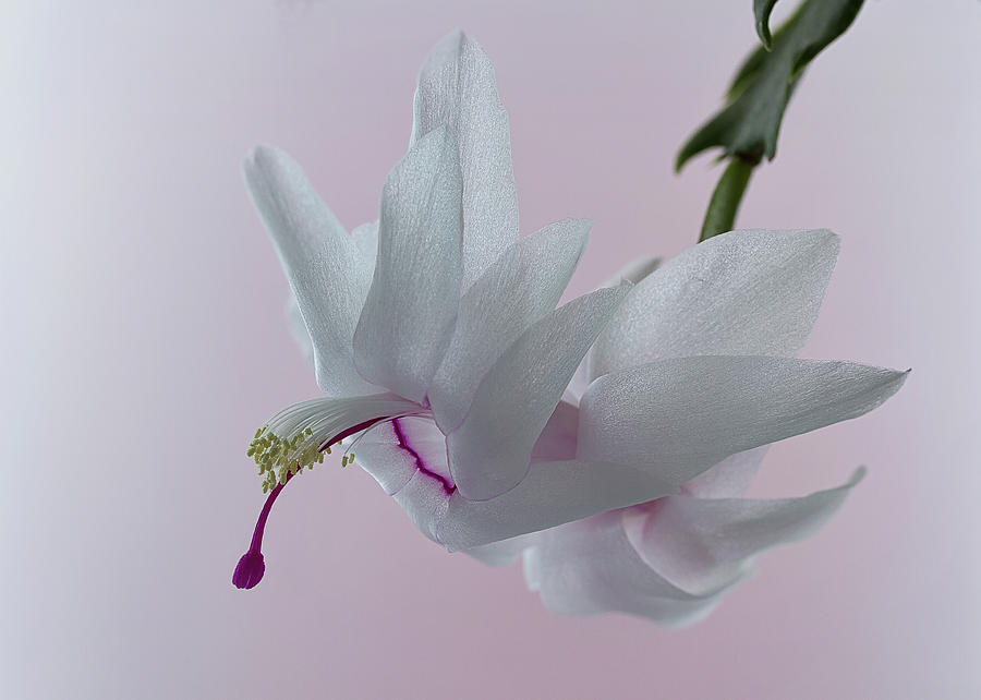  White Christmas cactus #1 Photograph by Shirley Mitchell