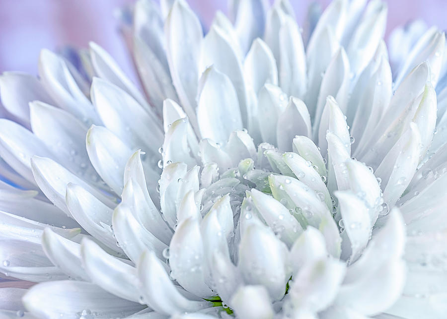 Flower Photograph - White Chrysanthemum #1 by Sandi Kroll