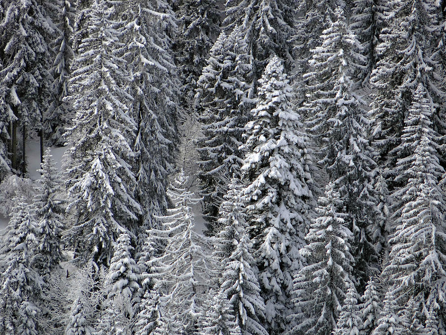 White conifer forest, on hillside #1 Photograph by Steve Estvanik