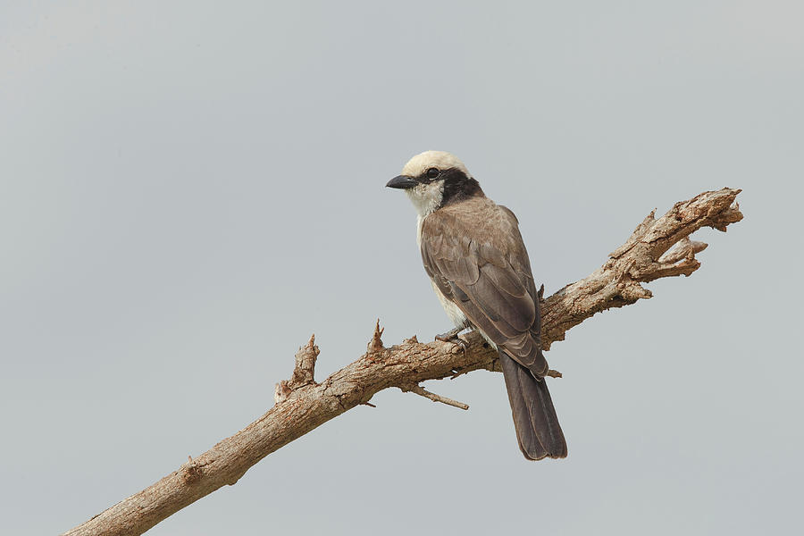 White Crowned Shrike, Eurocephalus Photograph by Sarah Darnell - Fine ...