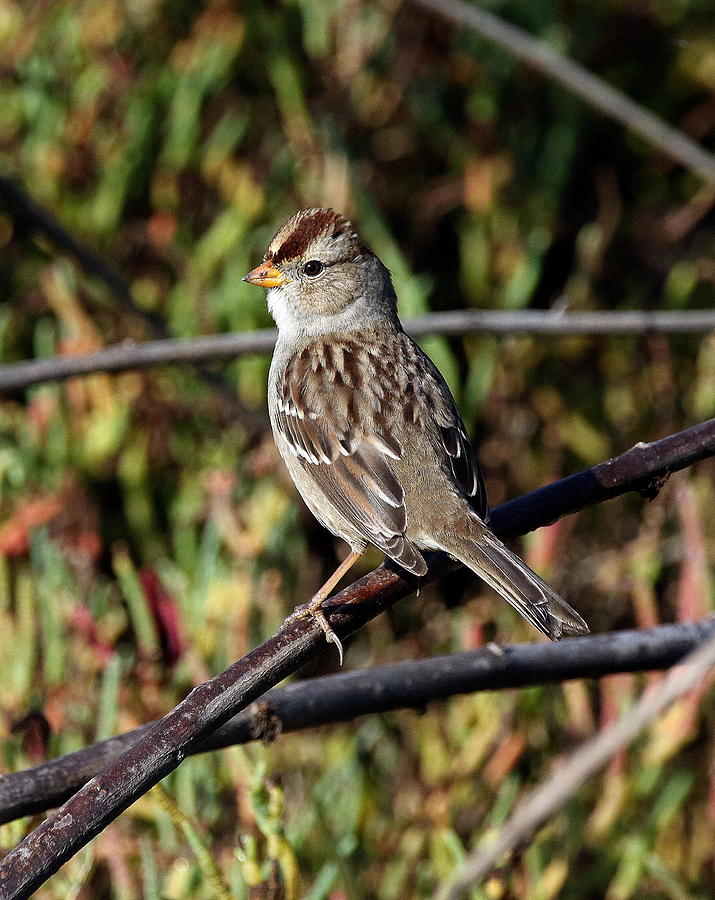 White Crowned Sparrow Photograph by Rob Wallace Images - Pixels