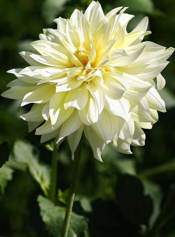 White Dahlia #1 Photograph by Bruce Bley