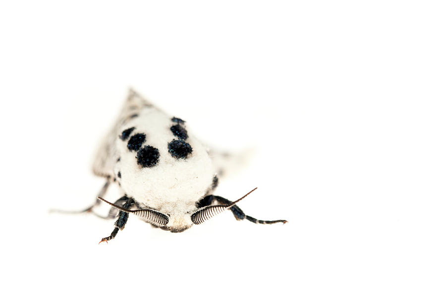 Wildlife Photograph - White Ermine Moth . De Kaaistoep Nature Reserve, Tilburg #1 by Edwin Giesbers / Naturepl.com