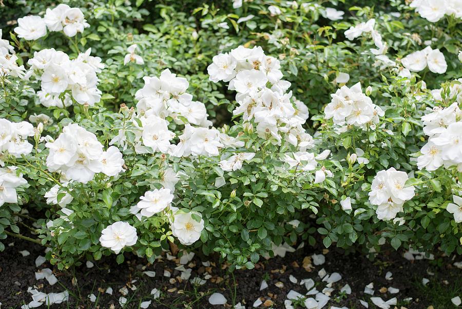 White-flowering Roses In Garden #1 Photograph by Ulla@patsy