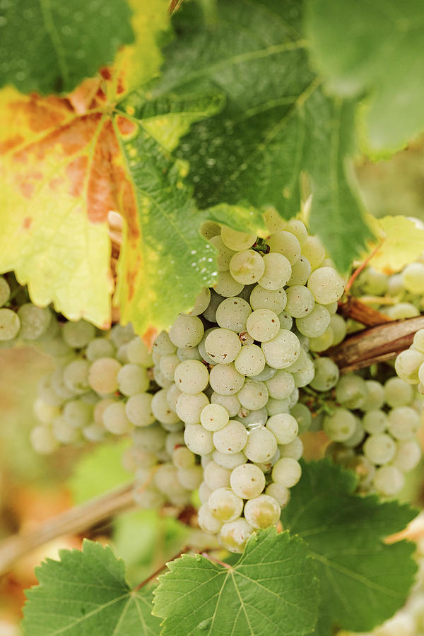 White Grapes On A Vine #1 Photograph by Jennifer Braun