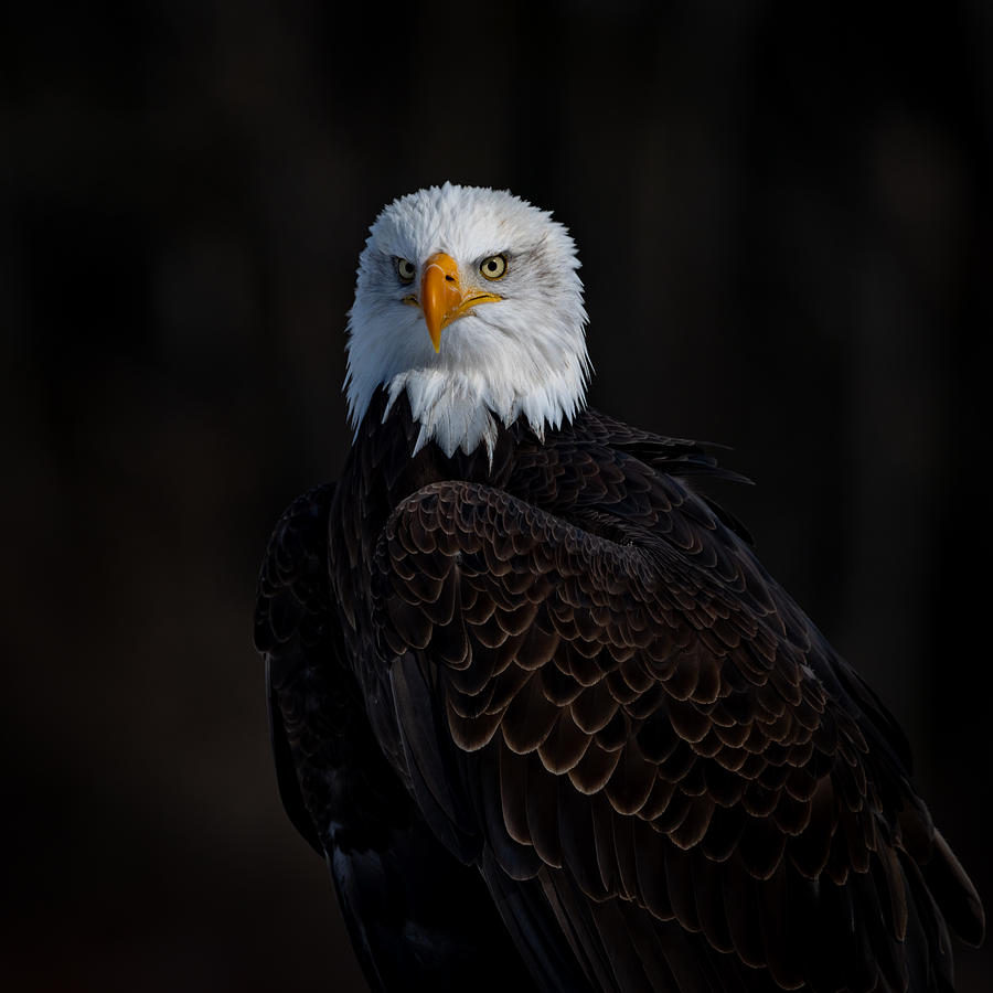 White Head Eagle #1 Photograph by Davidhx Chen