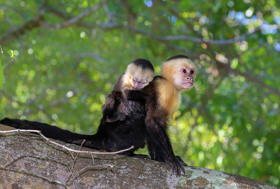 White-headed Capuchin With Baby #1 Photograph by Ivan Kuzmin - Pixels