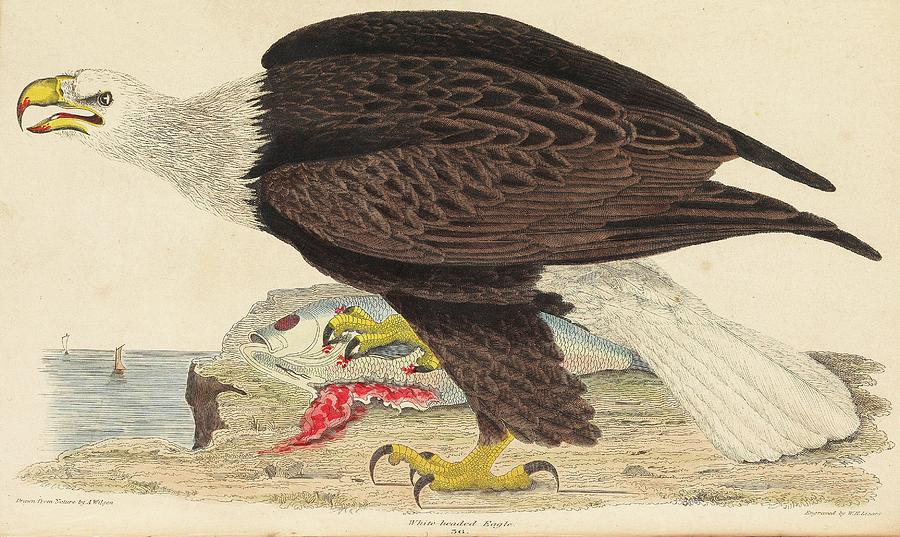 White-headed Eagle Painting by Alexander Wilson White-headed Eagle Painting by Alexander Wilson