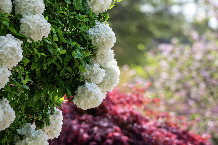 White Hydrangea Bush Photograph by Mary Ann Artz