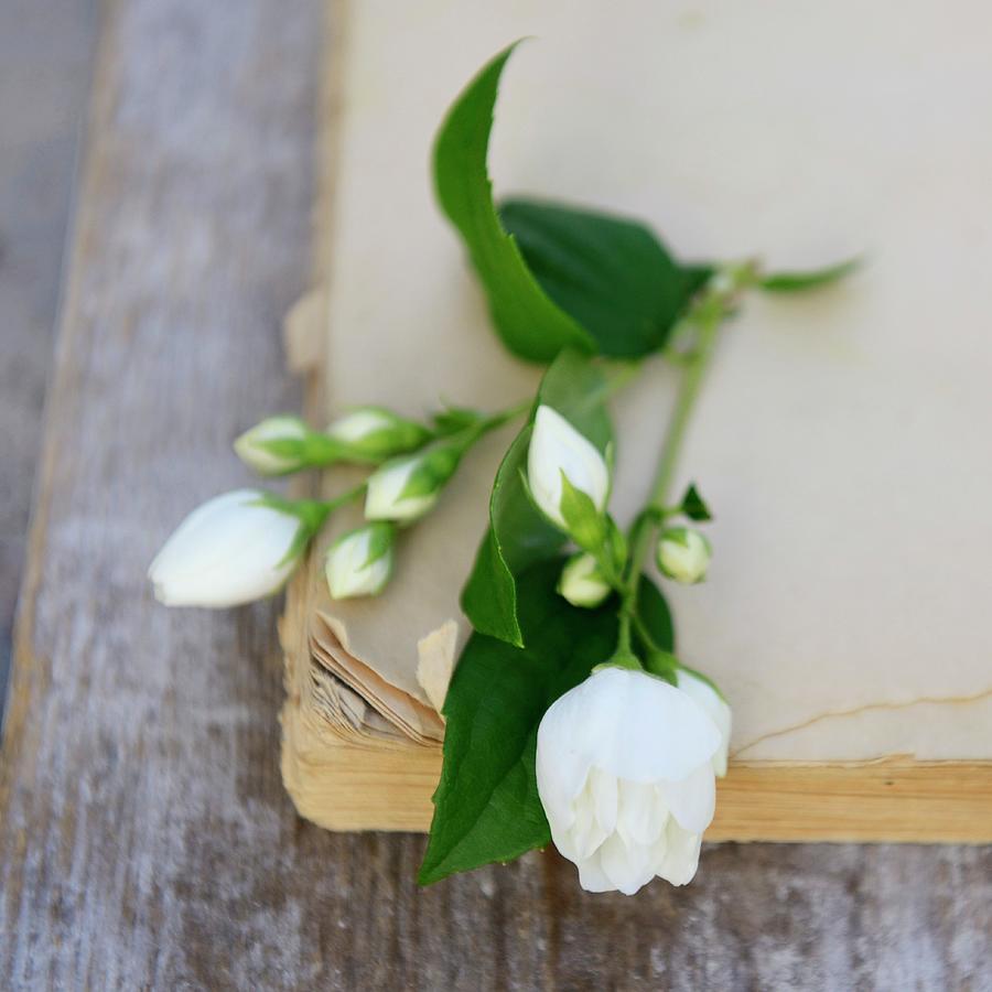 White Jasmine Flowers On Old Book #1 Photograph by Sonia Chatelain