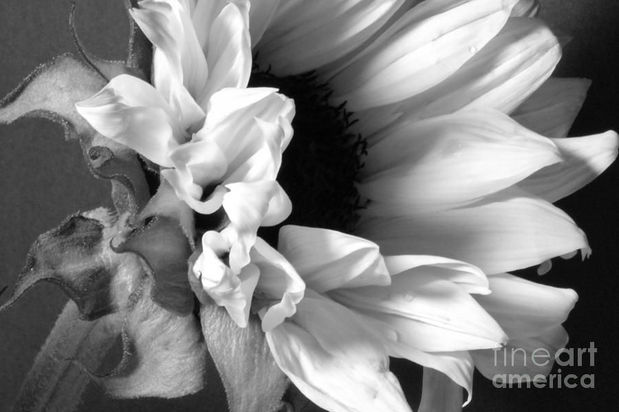 Spring Photograph - White #1 by Julie Lourenco