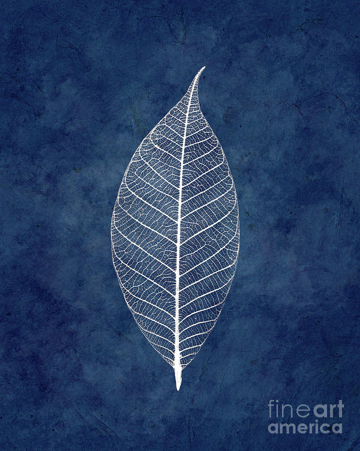 White leaf on blue Photograph by Delphimages Photo Creations