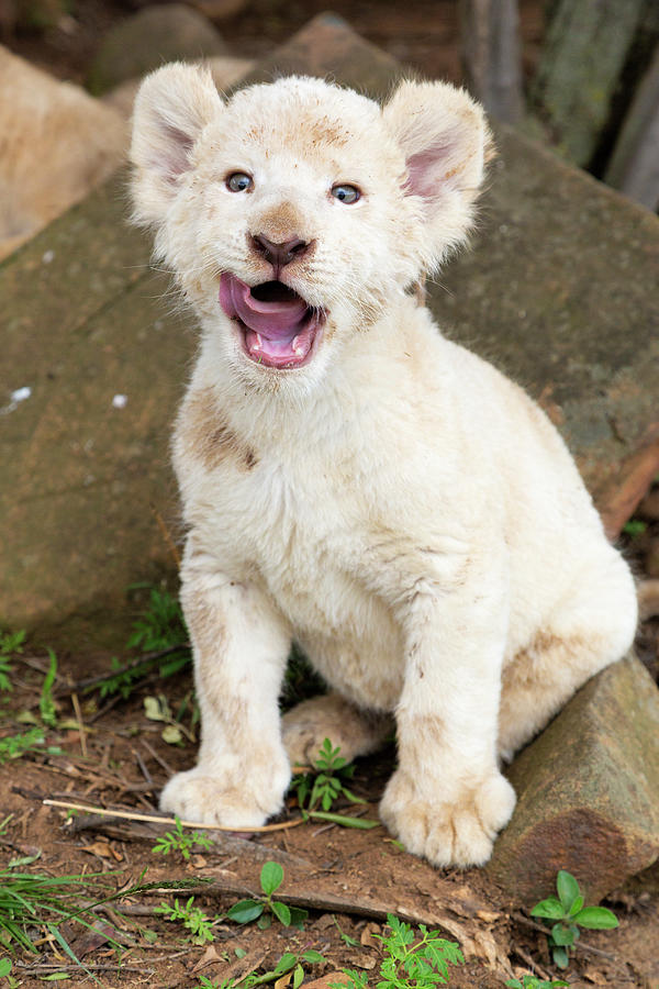 White Lion Cub Panthera Leo South #1 Photograph by Nhpa