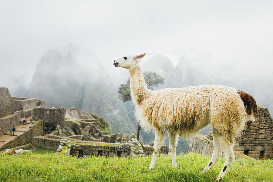 Wildlife Photograph - White Llama Is Standing Near Machu Picchu In Peru #1 by Cavan Images