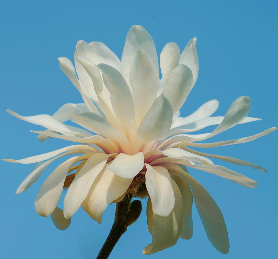 White Magnolia #2 Photograph by Susan Rydberg