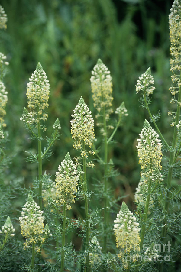 White Mignonette Flowers #1 Photograph by Annie Haycock/science Photo ...