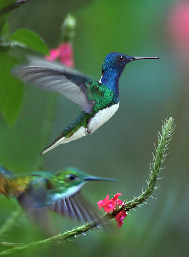 White-necked Jacobin And Golden-tailed Sapphire, Trinidad #1 Photograph by Tim Fitzharris