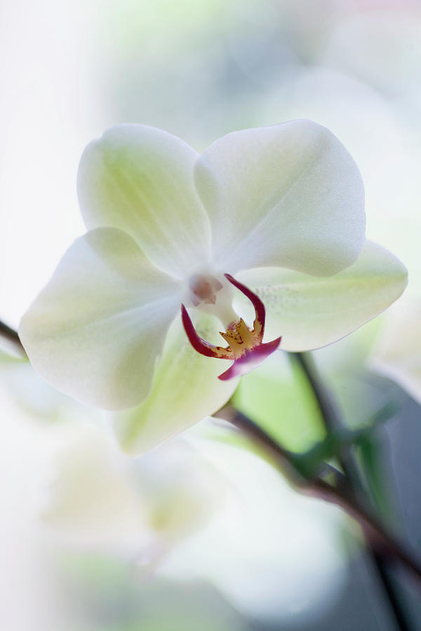 White Orchid #1 Photograph by Ray Kachatorian