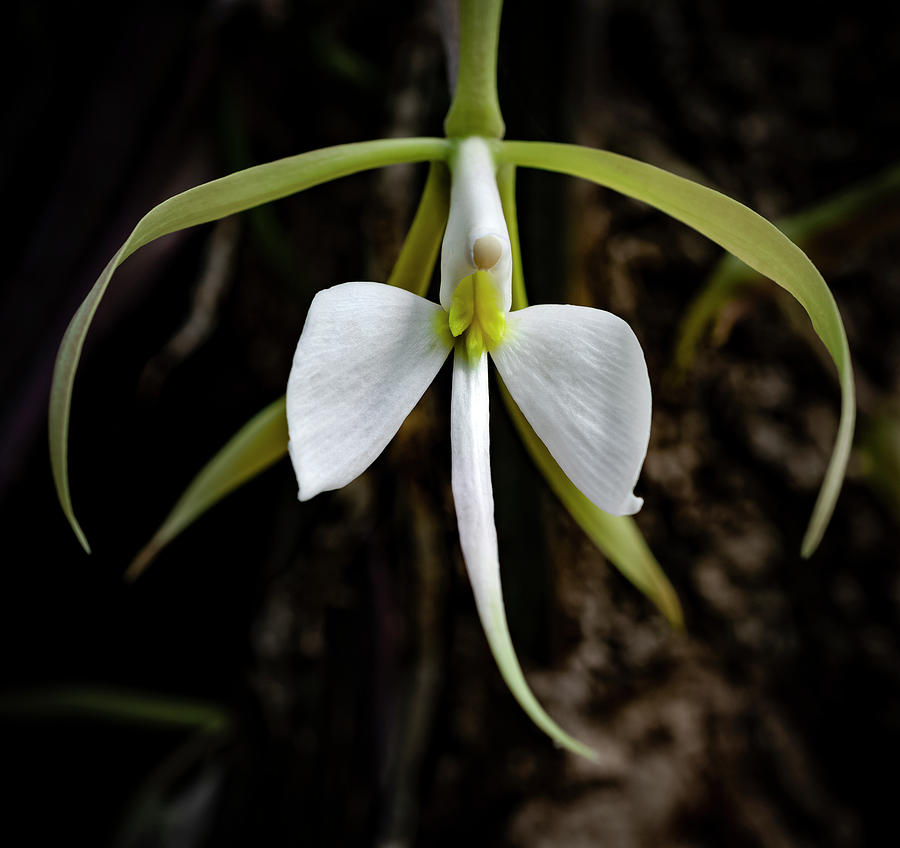 White Orchid #1 Photograph by Silvia Marcoschamer