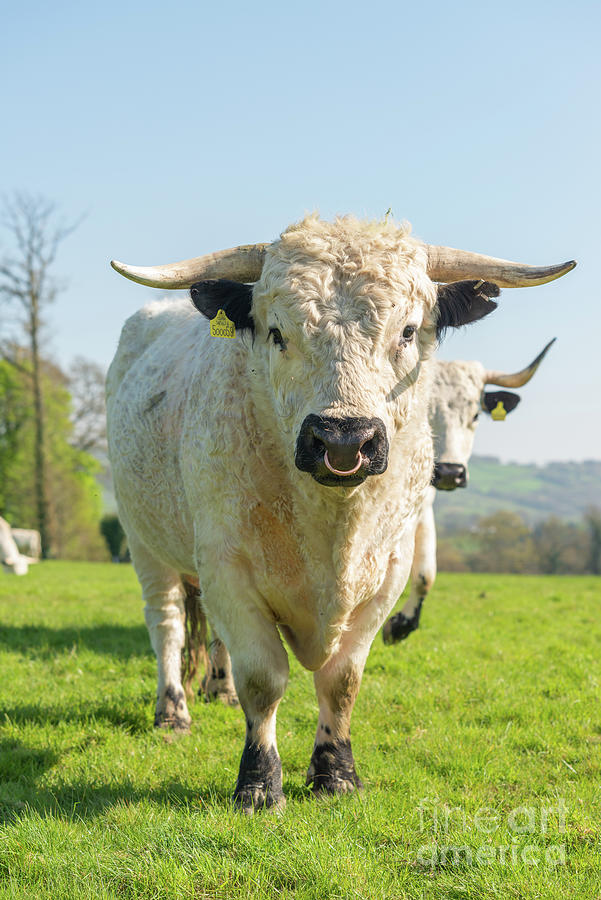 Bull Photograph - White Park Cattle Bull #1 by Andy Davies/science Photo Library