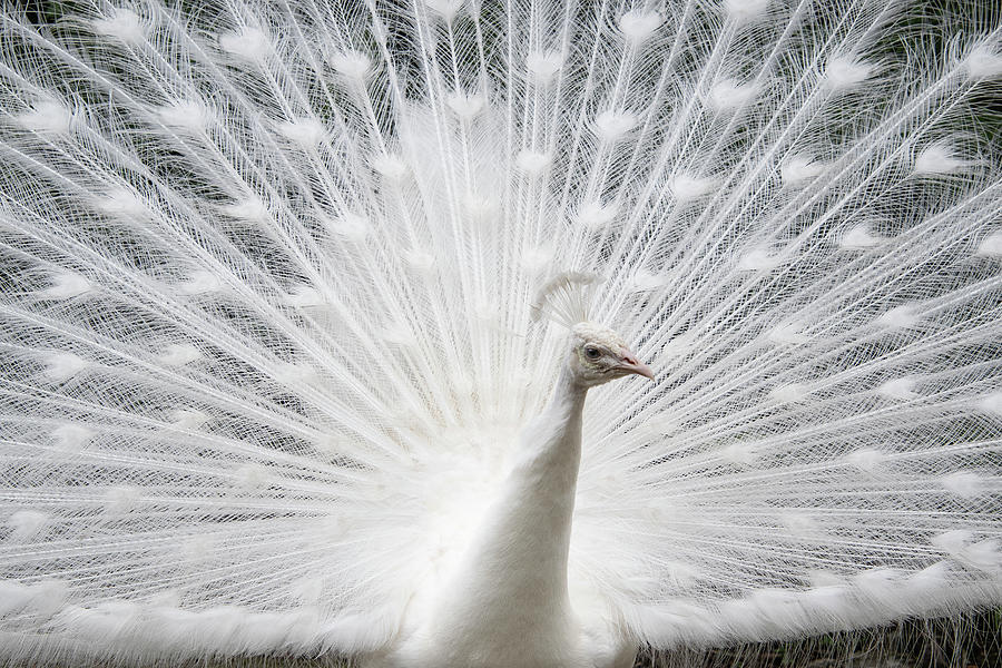 White Peacock Photograph by Carl Harris - Fine Art America