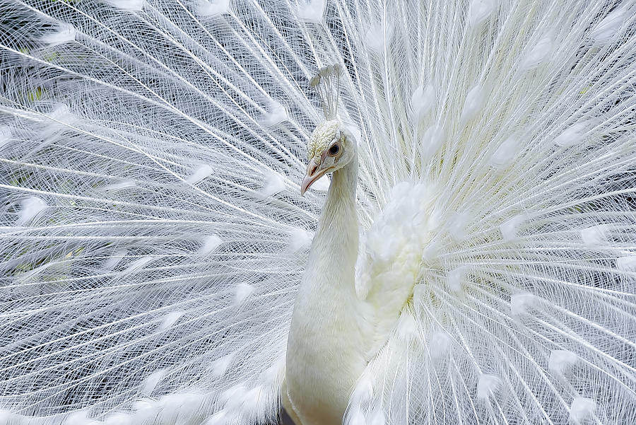Peacock Photograph - White Peacock #1 by Dikky Oesin