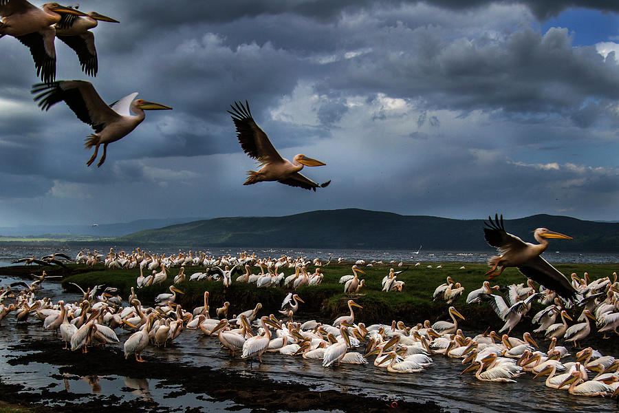 White Pelicans At Lake Nakuru #1 Photograph by Manoj Shah
