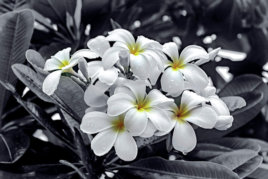 White Petunias by Carlos Diaz White Petunias by Carlos Diaz