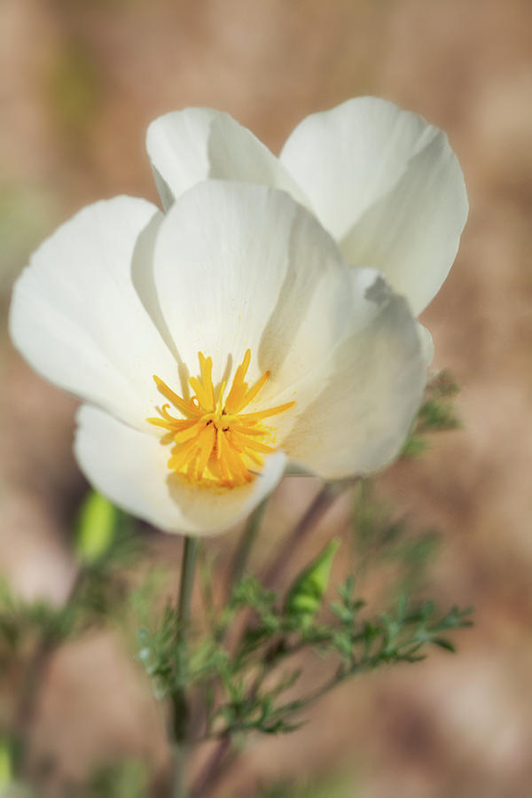 White Poppy  #1 Photograph by Saija Lehtonen