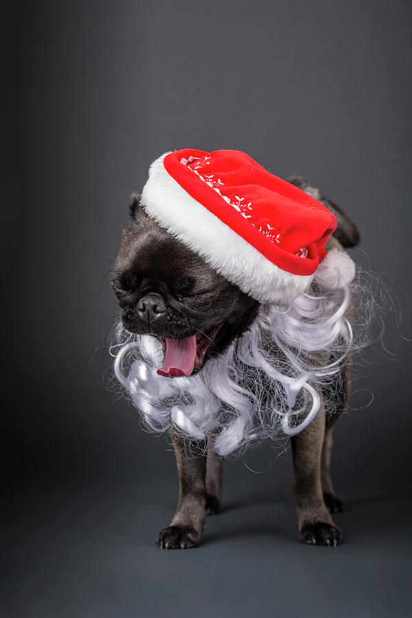 Background Photograph - White Pug Puppy Resting On A Red Cushion 1 by Janet Horton Background Photograph - White Pug Puppy Resting On A Red Cushion 1 by Janet Horton