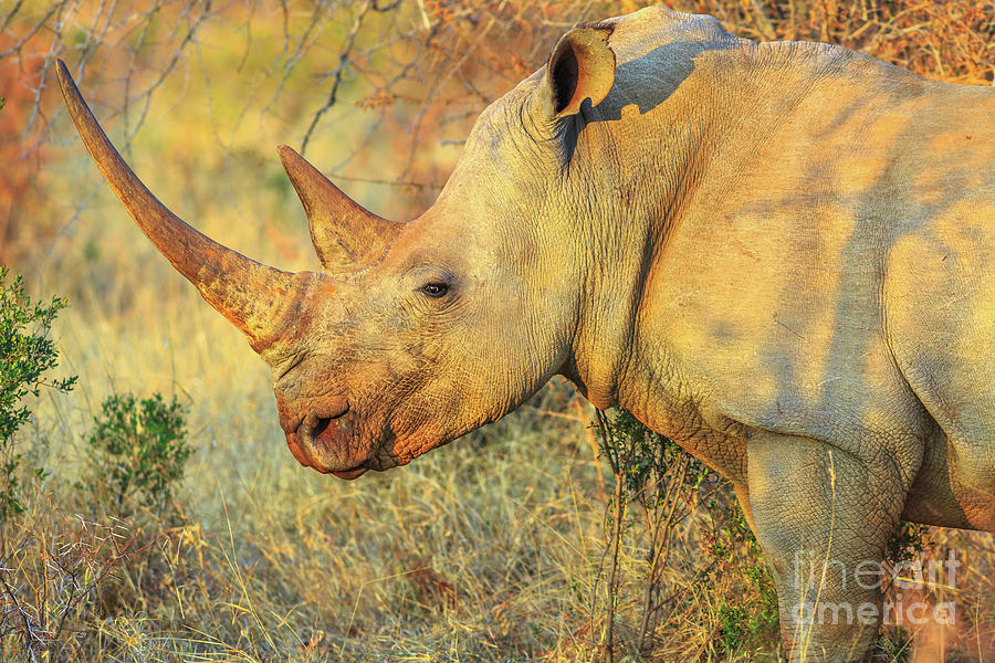 White Rhino safari #1 Photograph by Benny Marty