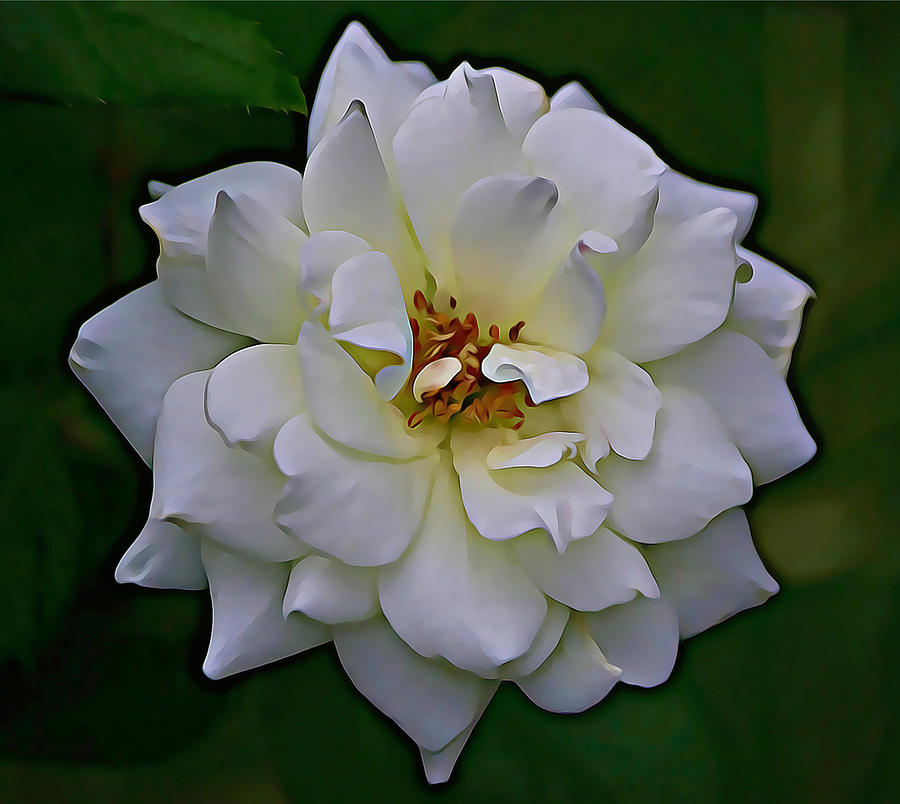 White Rose Burst Photograph by Gaby Ethington