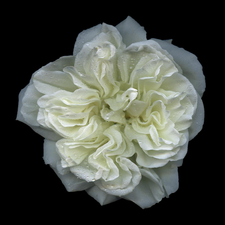 White Rose #1 Photograph by Photograph By Magda Indigo