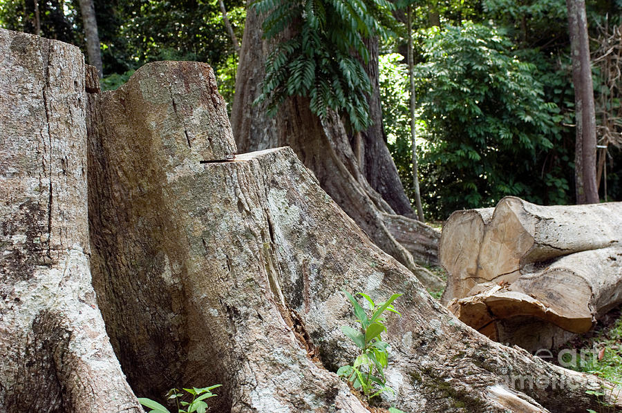 White Seraya Tree Logging #1 Photograph by Scubazoo/science Photo ...