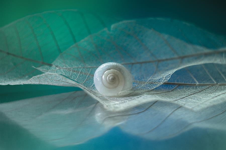 White Snail #1 Photograph by Shihya Kowatari