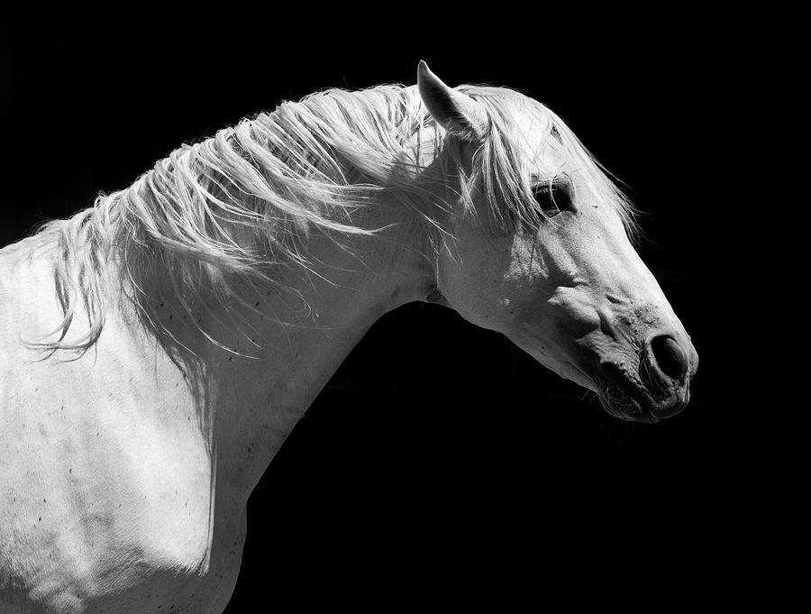White Stallion Horse Andalusian #1 Photograph by 66north