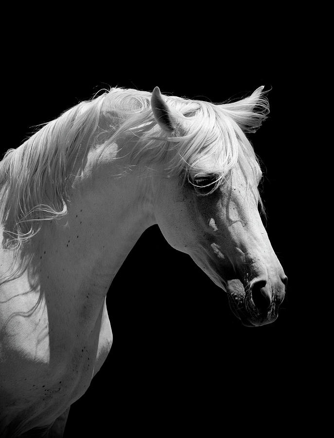 White Stallion Horse Andalusian Bw #1 Photograph by 66north