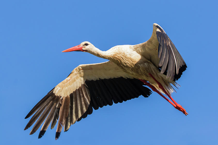  White Stork #1 Photograph by Mircea Costina Photography