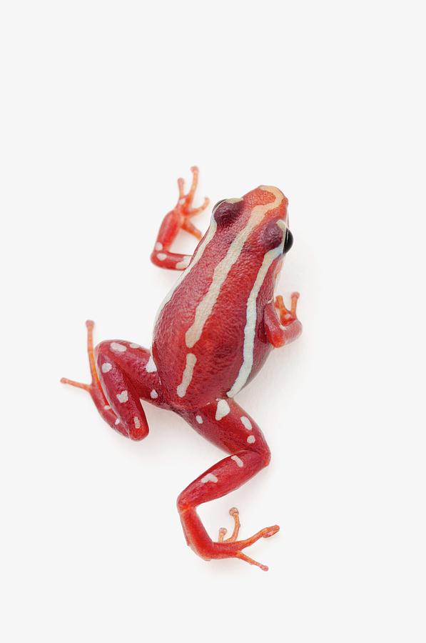 White-striped Poison Dart Frog Photograph by Design Pics / Corey Hochachka