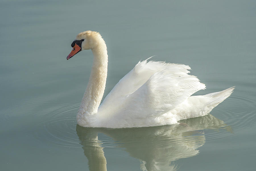 Swan Photograph - White Swan #1 by Jim Engelbrecht