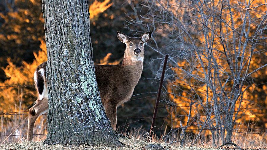 White Tail Deer Photograph