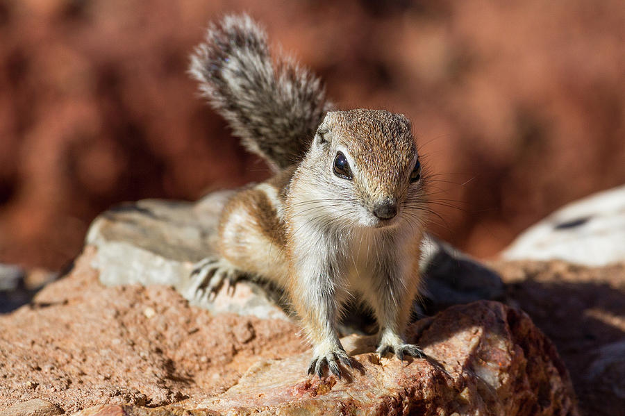 White-Tailed Antelope Ground Squirrel #1 Photograph by James Marvin Phelps