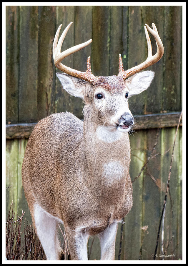 White-tailed Deer, Buck with Antlers #1 Photograph by A Macarthur Gurmankin