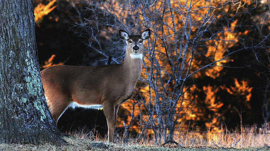 White Tailed Deer #1 Photograph by Davandra Cribbie